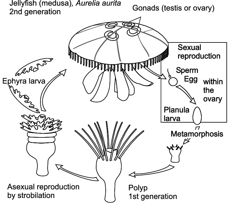 phylum coelenterata aurelia
